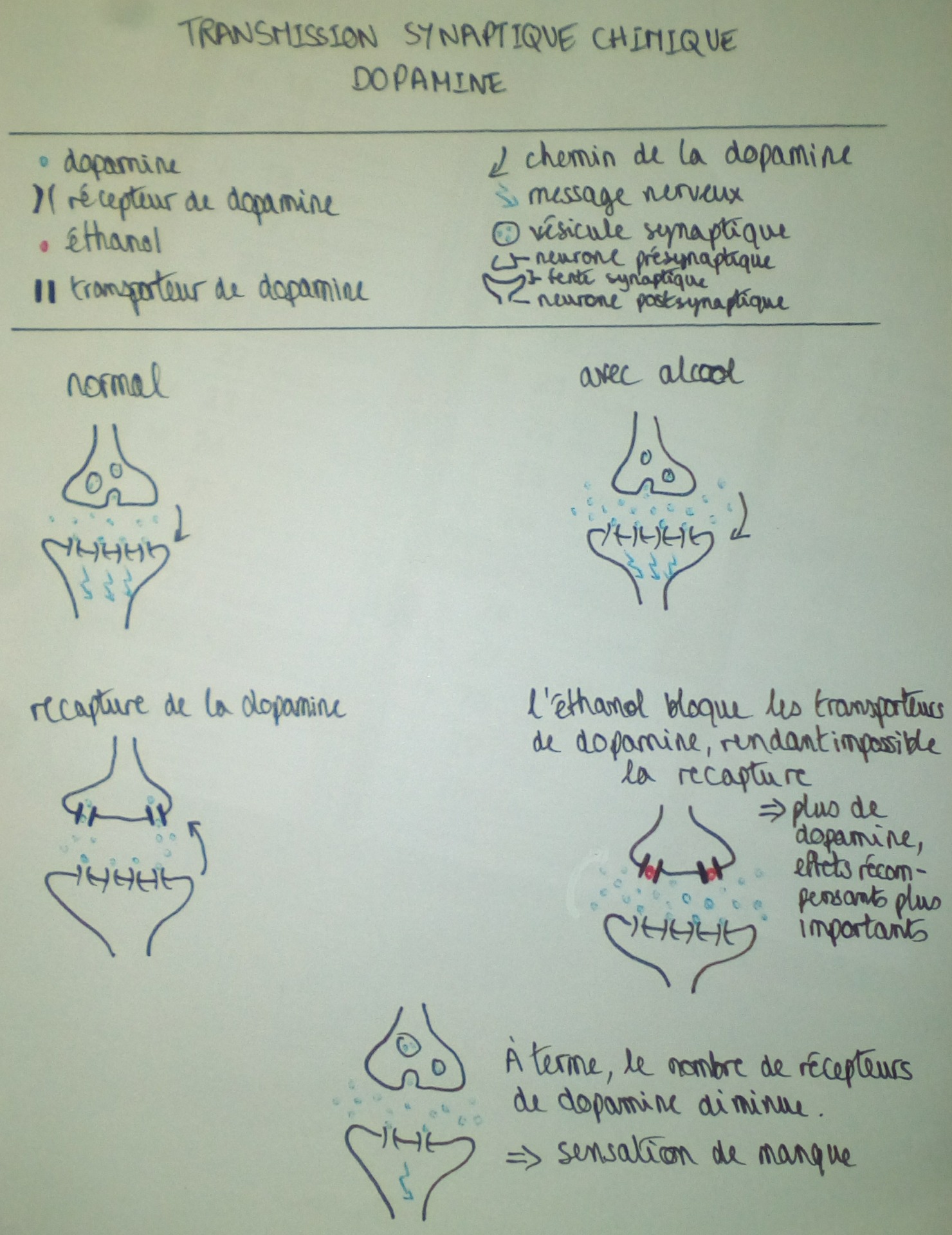 4. Comment la dépendance se traduit-elle dans notre cerveau? :: Les ...